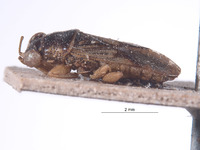 Ophthalmocoris dissdens image