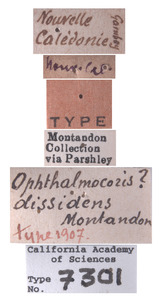 Ophthalmocoris dissdens image