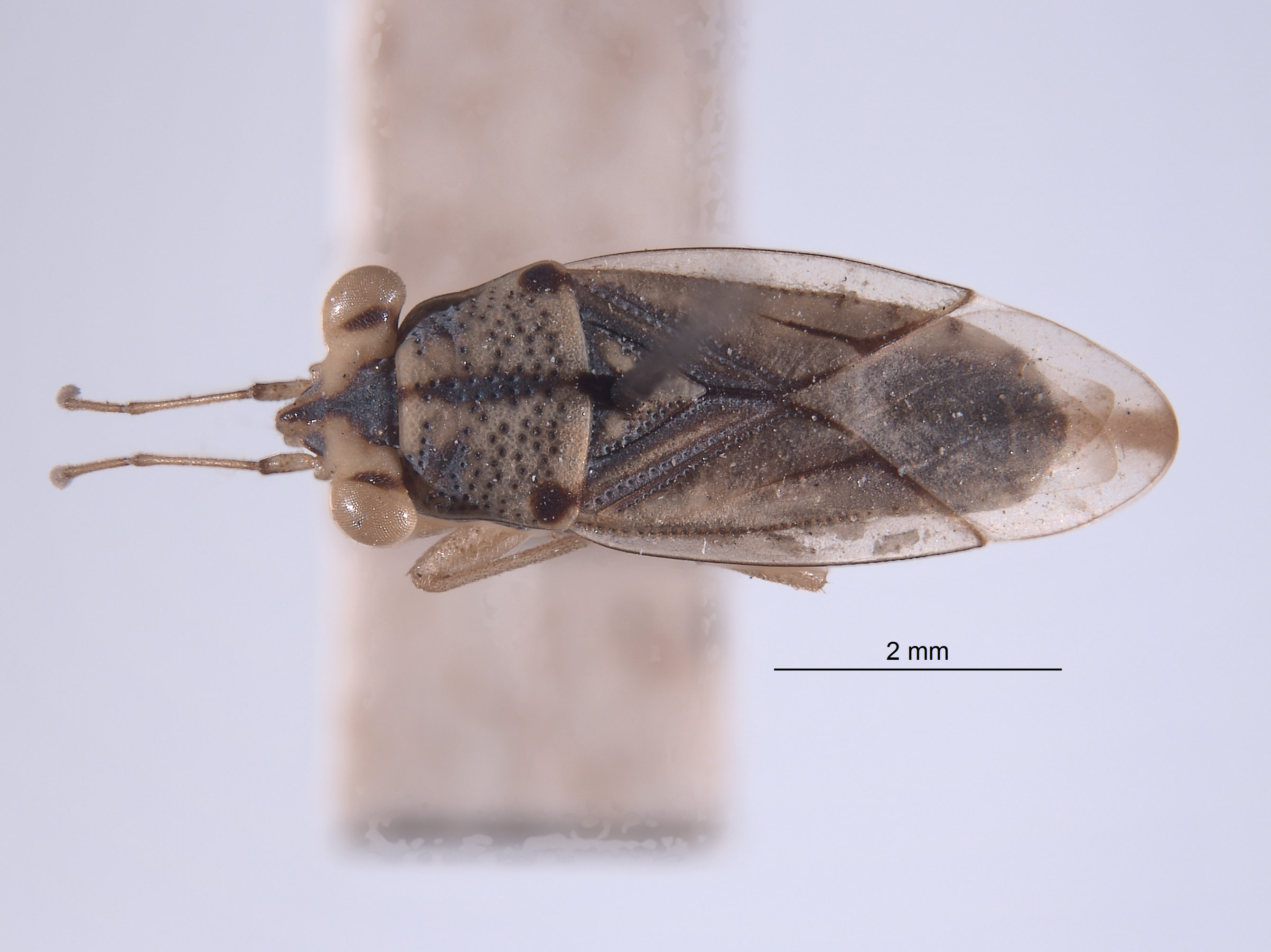 Ophthalmocoris image