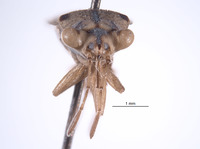 Ophthalmocoris unipunctatus image