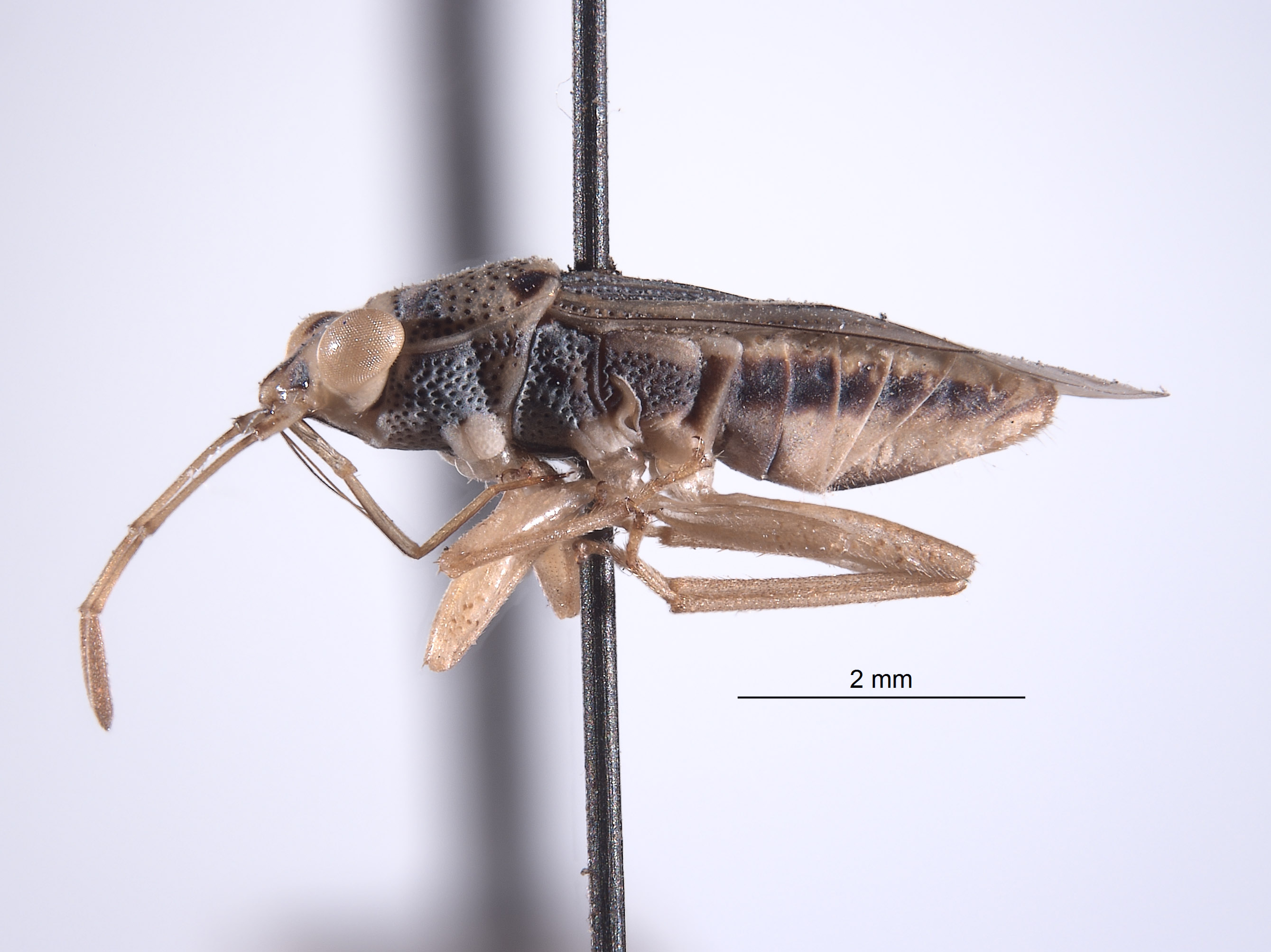 Ophthalmocoris unipunctatus image
