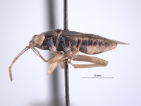 Ophthalmocoris unipunctatus image