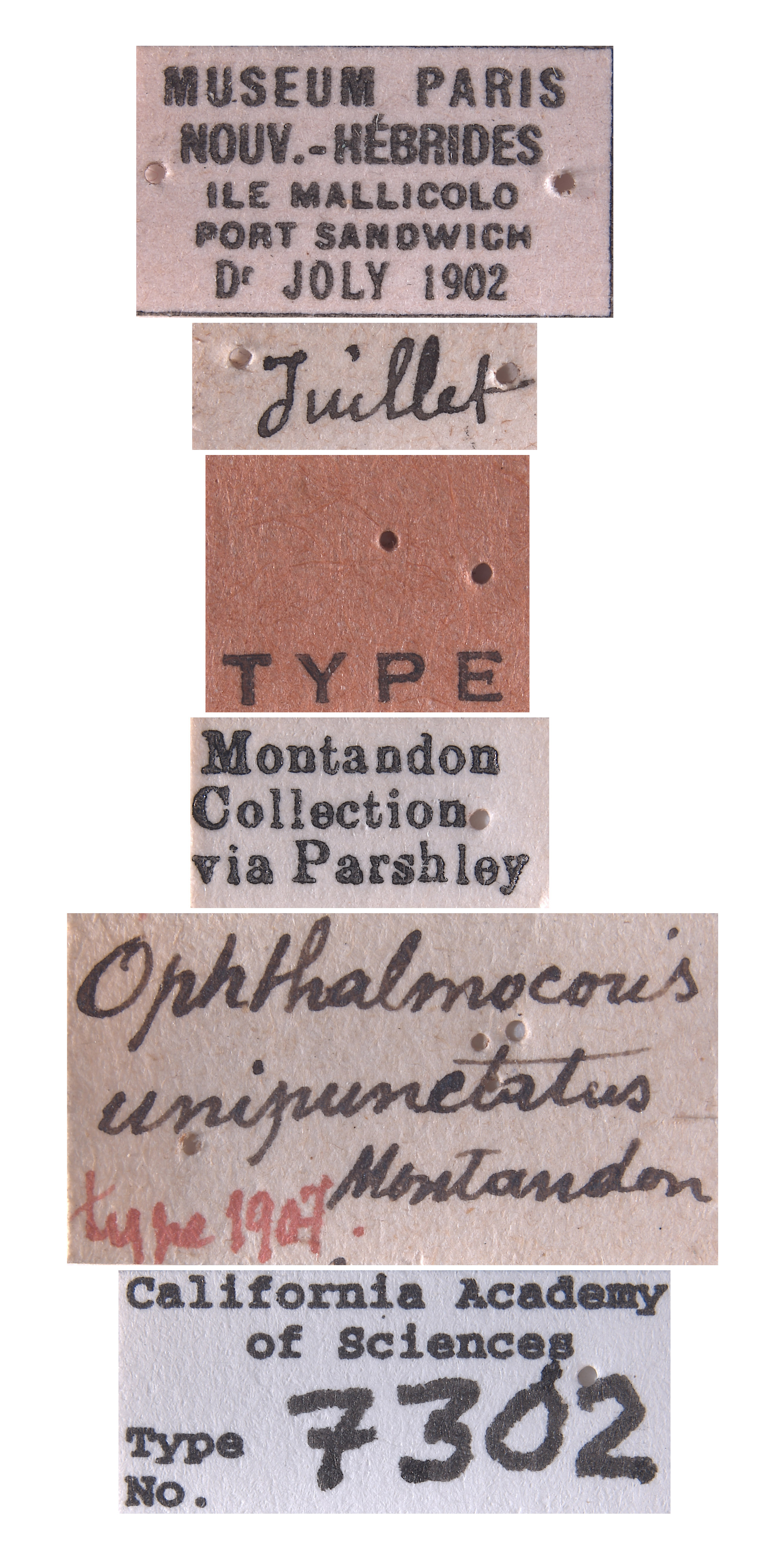 Ophthalmocoris unipunctatus image