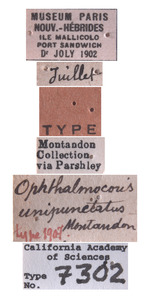 Ophthalmocoris unipunctatus image