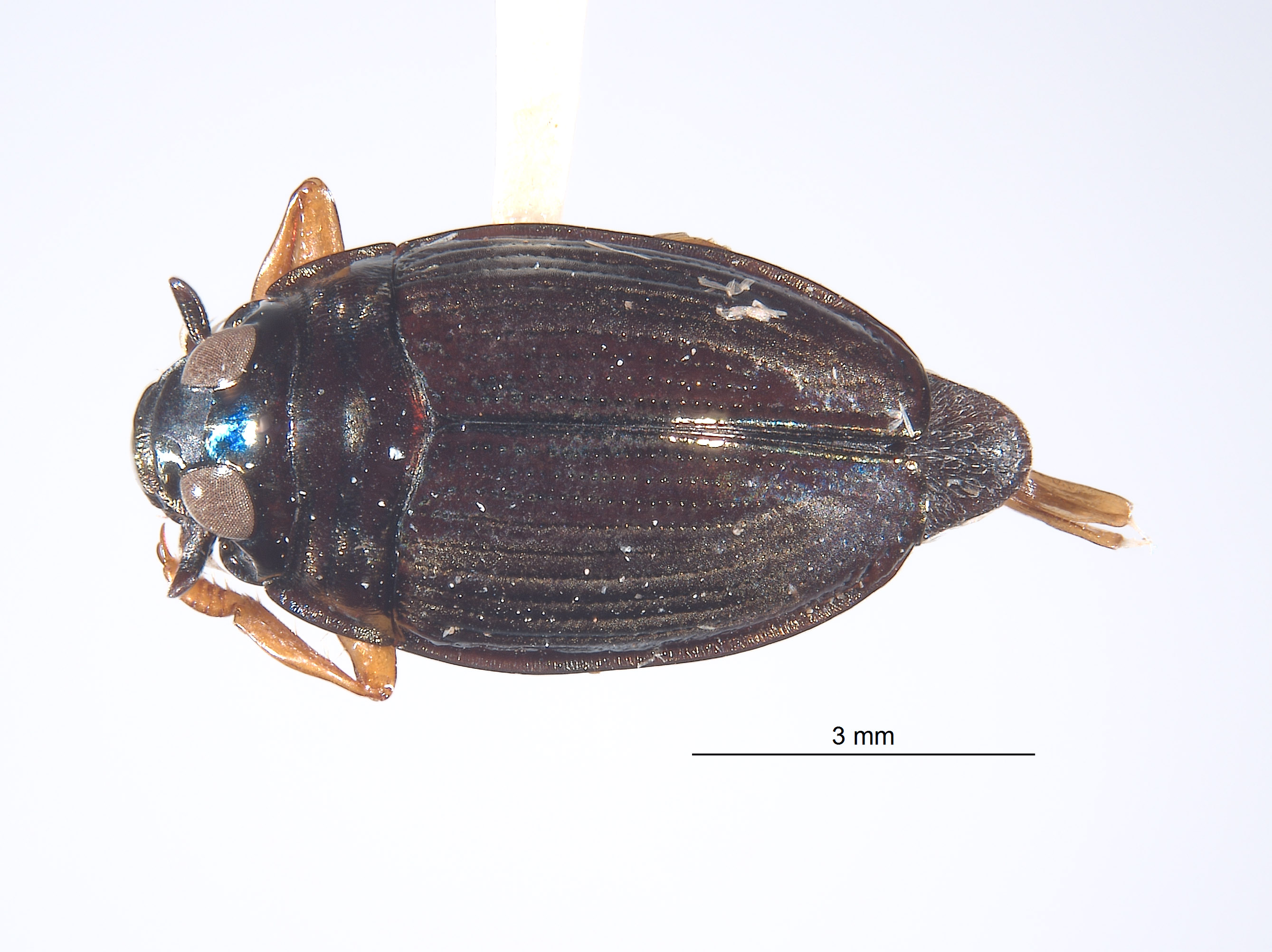 Gyrinidae image