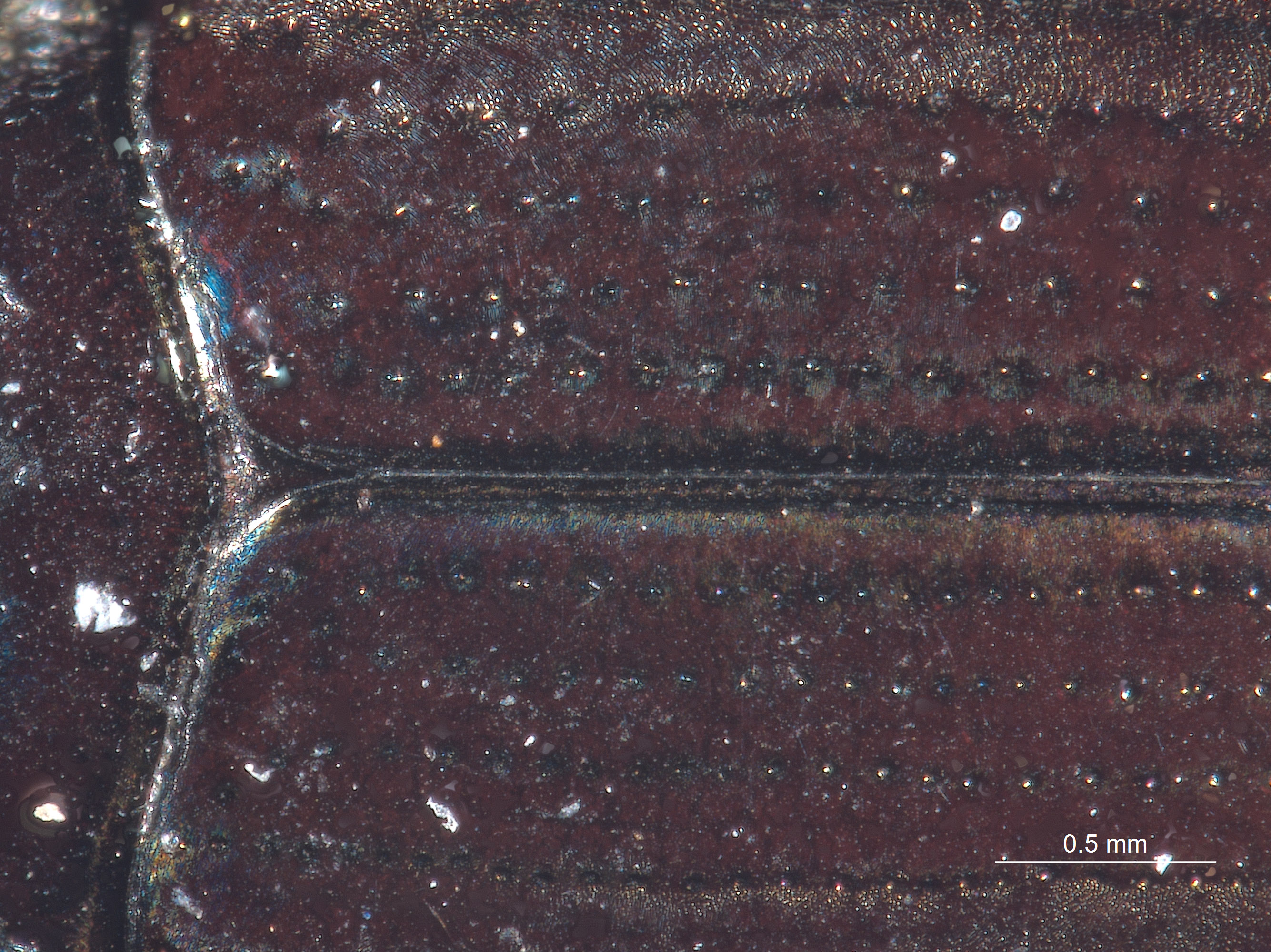 Gyrinidae image