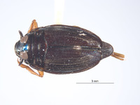 Image of Gyrinus galapagoensis