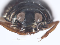 Gyrinus galapagoensis image