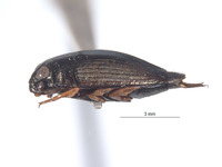 Gyrinus galapagoensis image