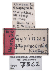 Gyrinus galapagoensis image