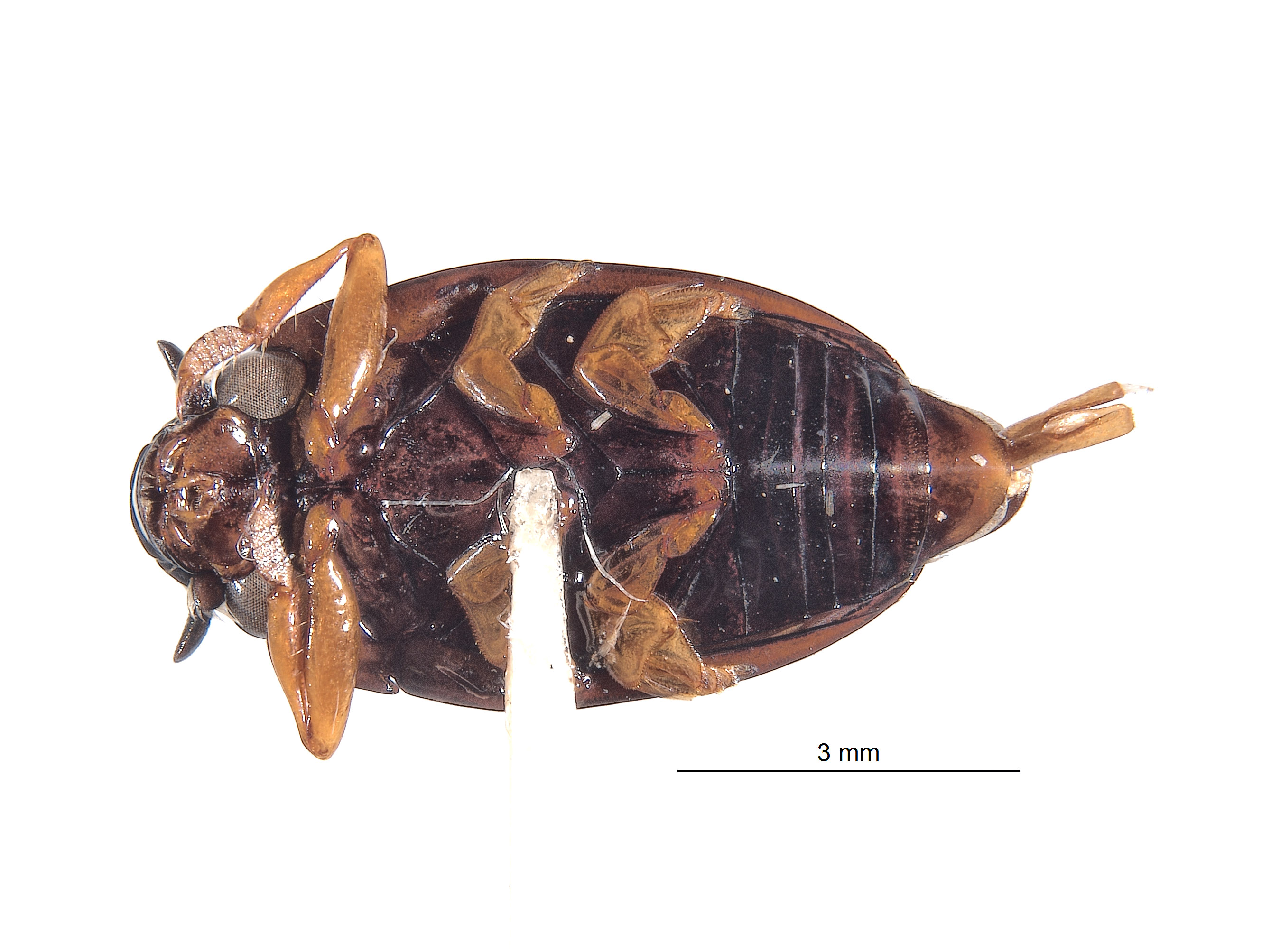 Gyrinidae image