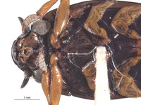 Gyrinus galapagoensis image