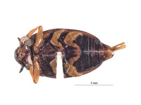 Gyrinus galapagoensis image