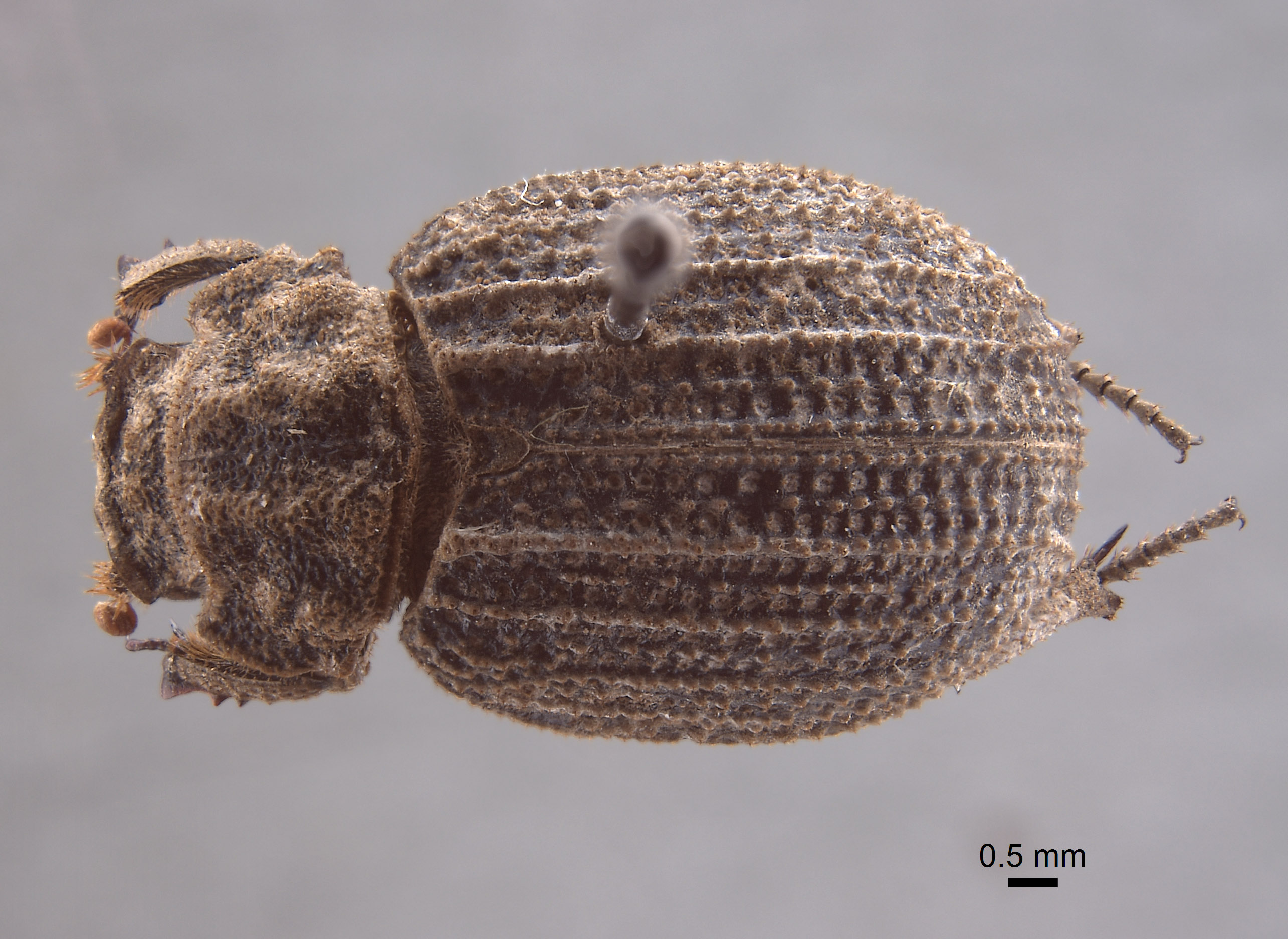 Trox galapagoensis image