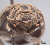 Image of Trox galapagoensis