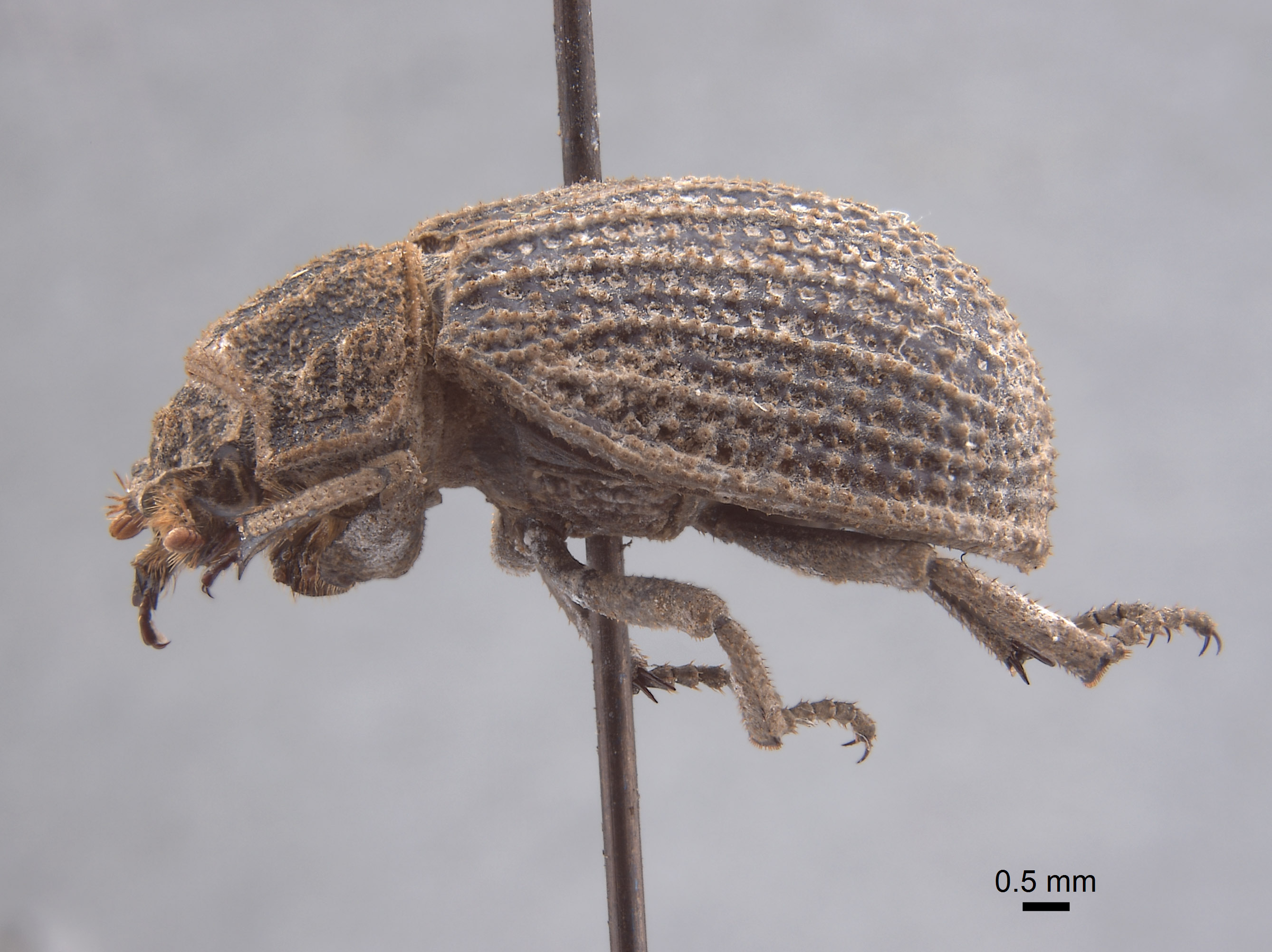 Trox galapagoensis image