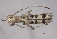 Aglaophis decemmaculatus image