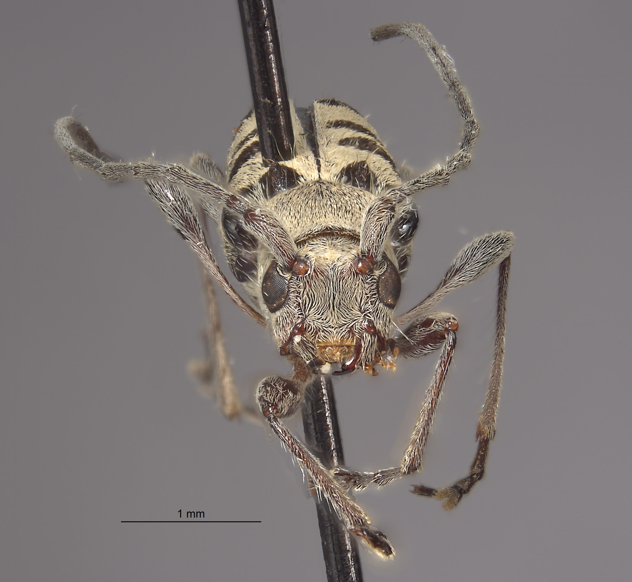 Aglaophis decemmaculatus image