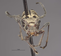 Aglaophis decemmaculatus image