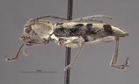 Aglaophis decemmaculatus image