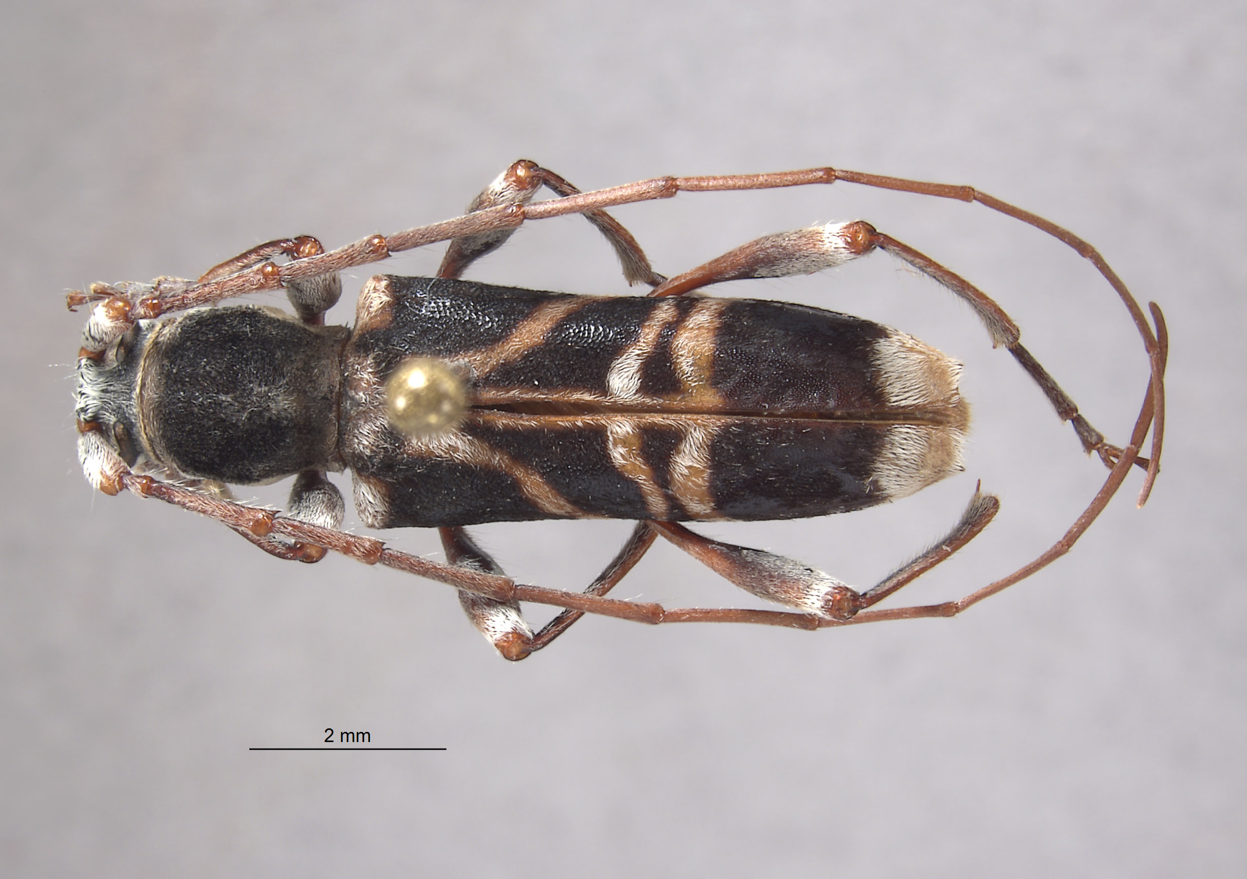 Aglaophis albiventris image
