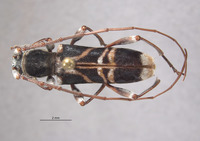 Aglaophis albiventris image