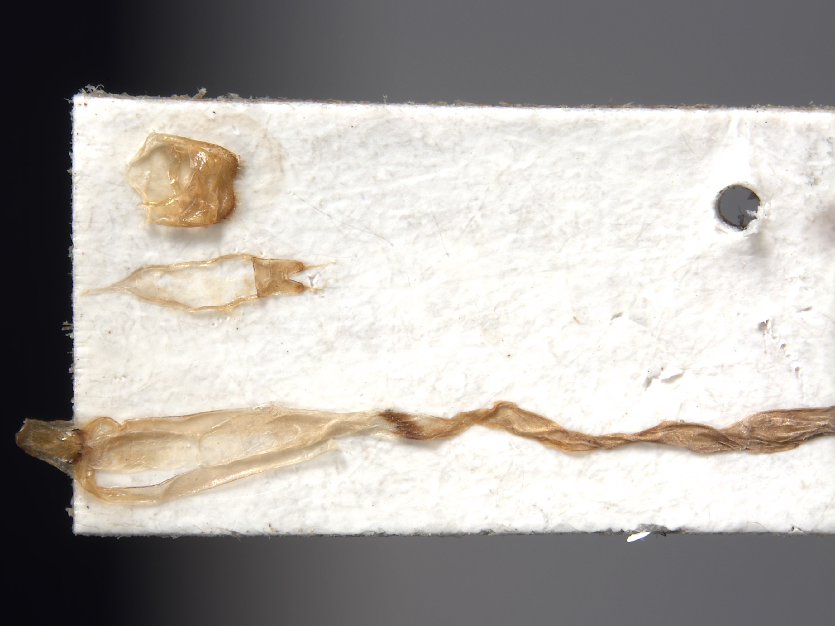 Aglaophis albiventris image