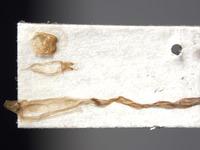 Aglaophis albiventris image