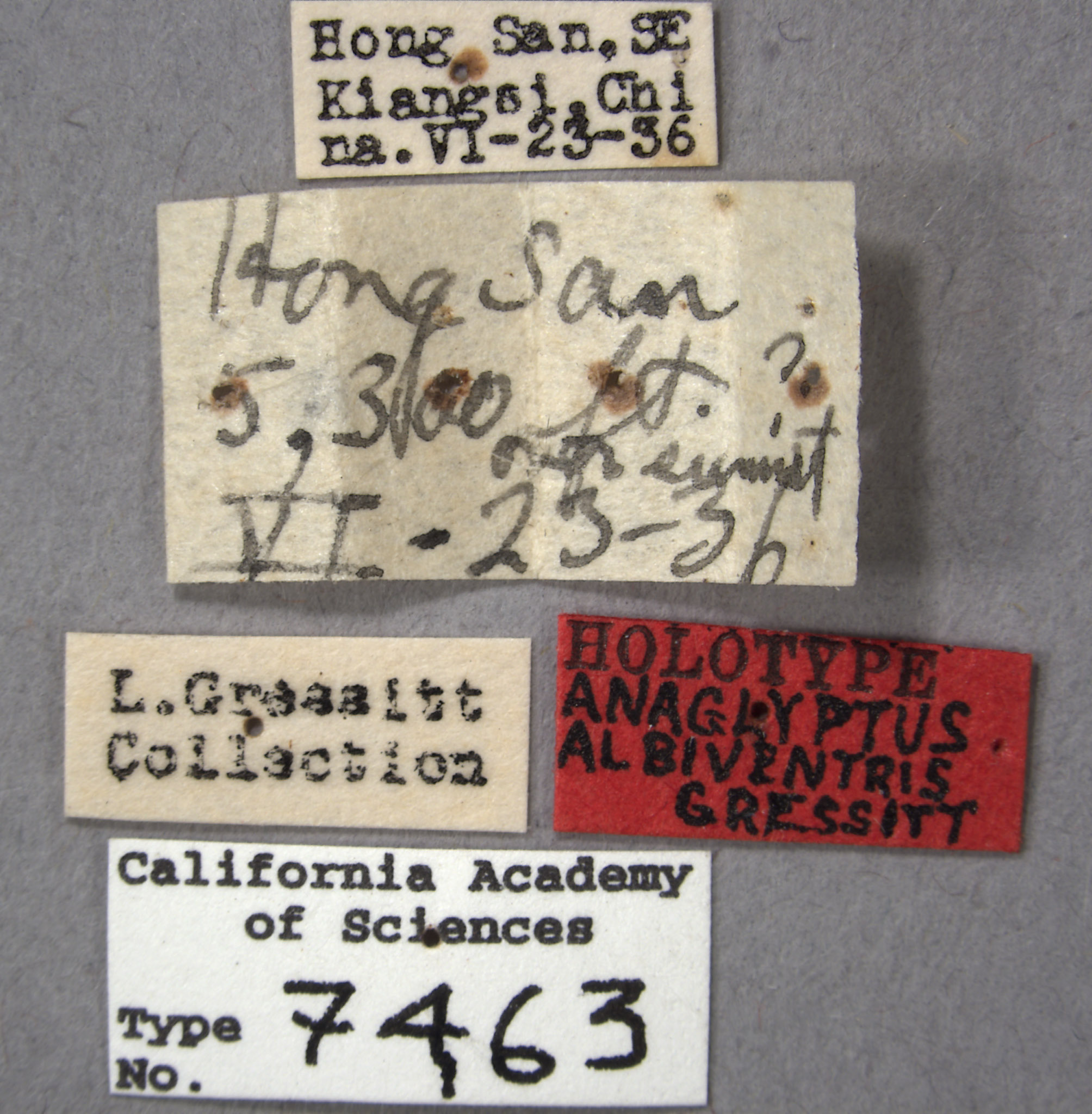 Aglaophis albiventris image