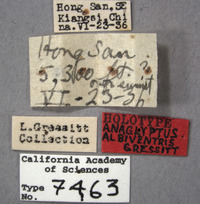 Aglaophis albiventris image