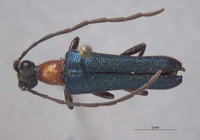 Anoplodera tricolor image