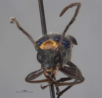 Anoplodera tricolor image