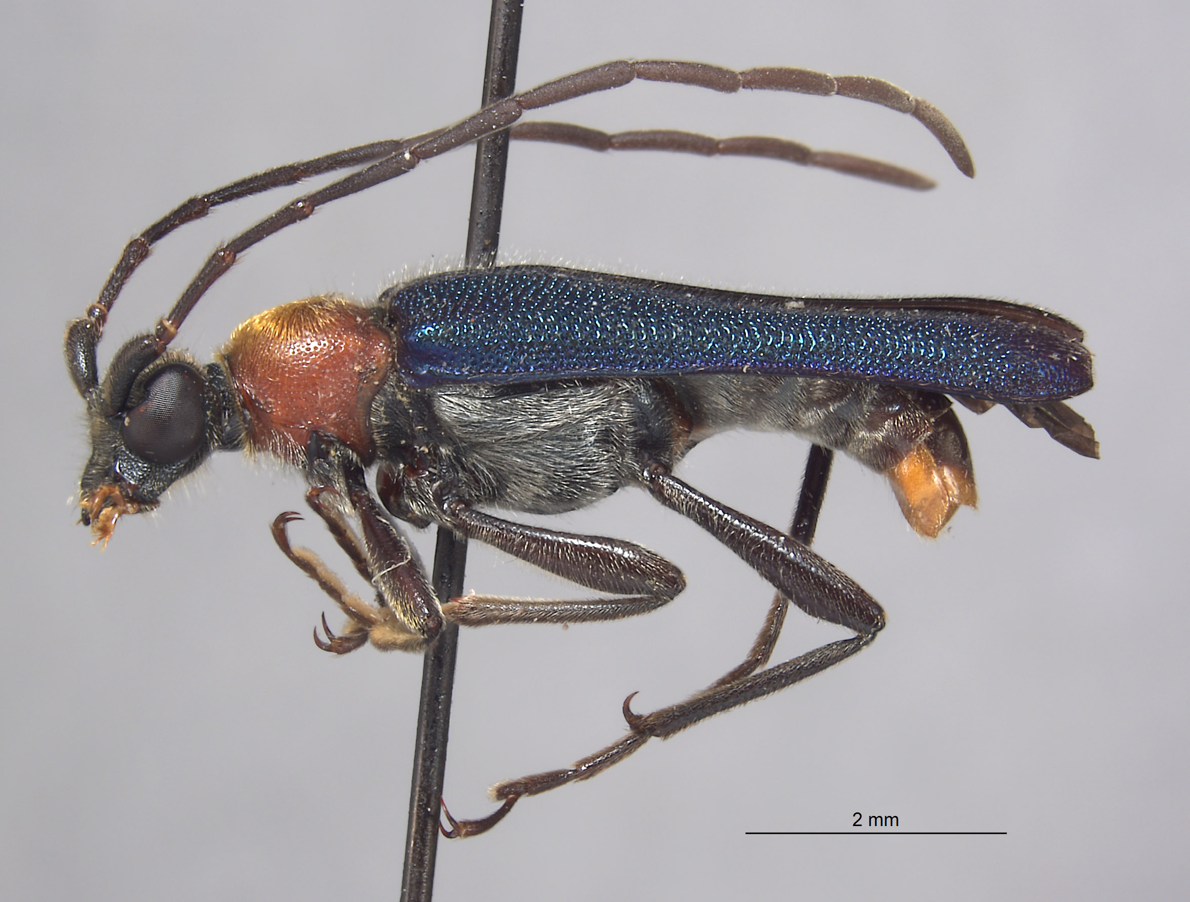 Anoplodera tricolor image