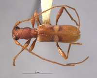 Chinobrium mediofasciatum image
