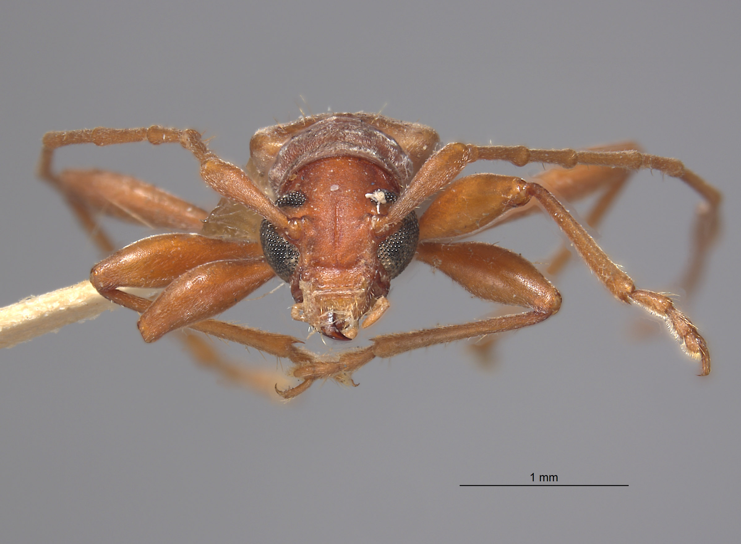 Chinobrium mediofasciatum image