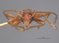 Chinobrium mediofasciatum image