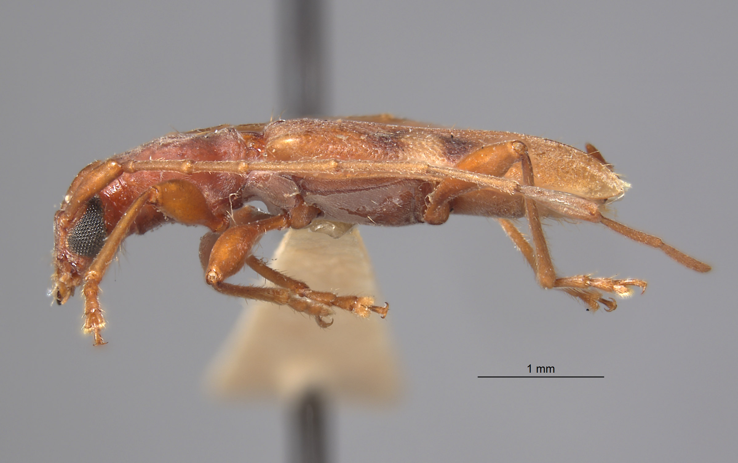 Chinobrium mediofasciatum image