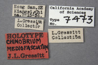Chinobrium mediofasciatum image