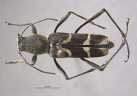 Image of Chlorophorus demonacoides