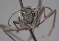 Chlorophorus demonacoides image