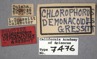 Chlorophorus demonacoides image