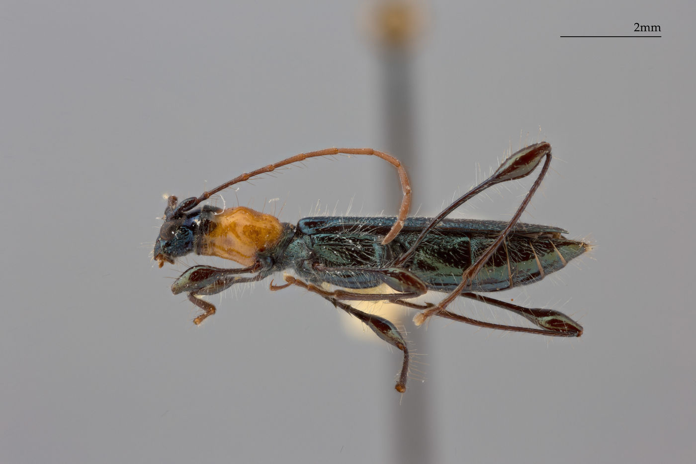 Cleomenida pulchella image