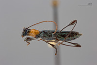 Cleomenida pulchella image