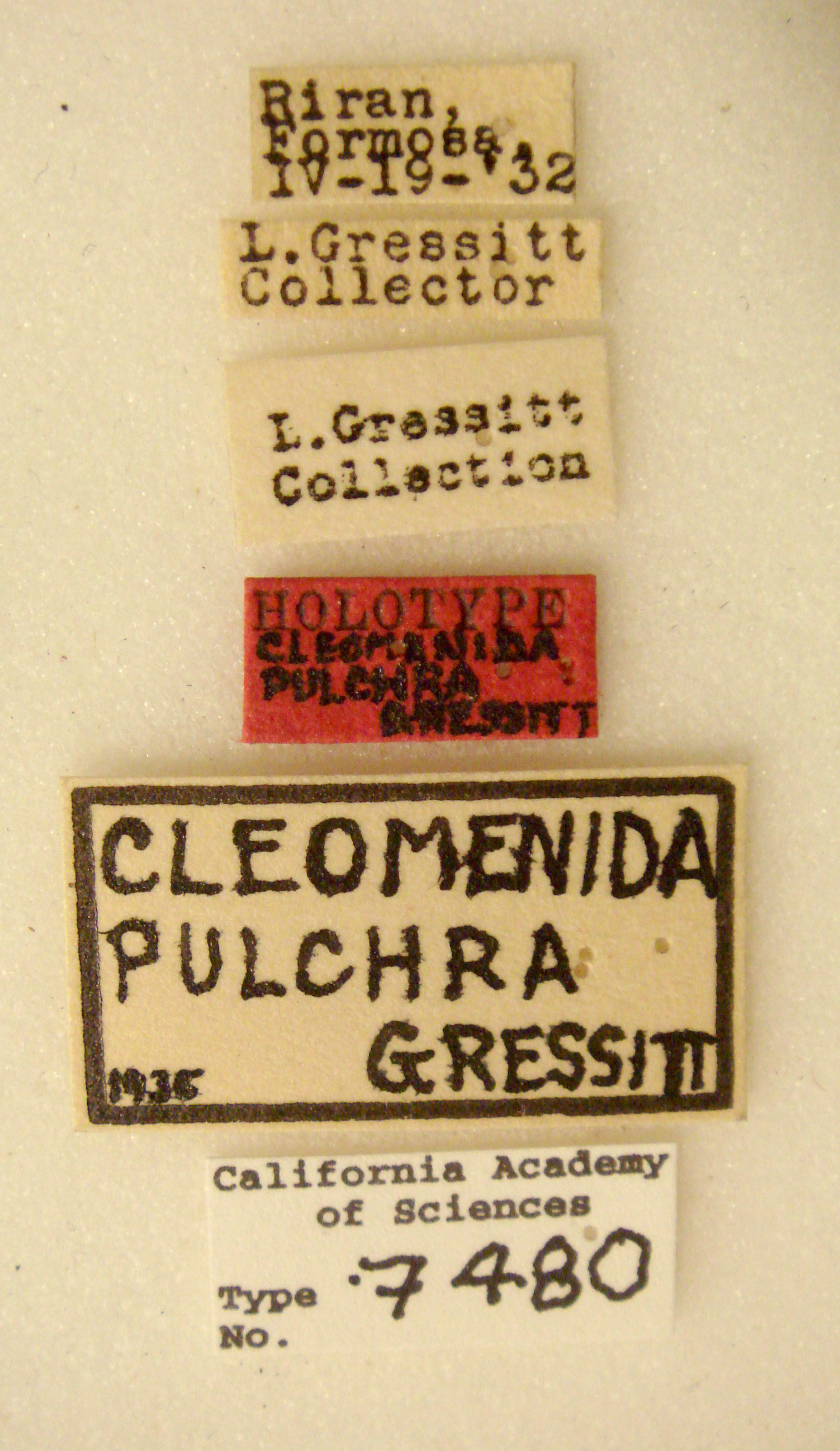 Cleomenida pulchella image