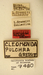 Cleomenida pulchella image