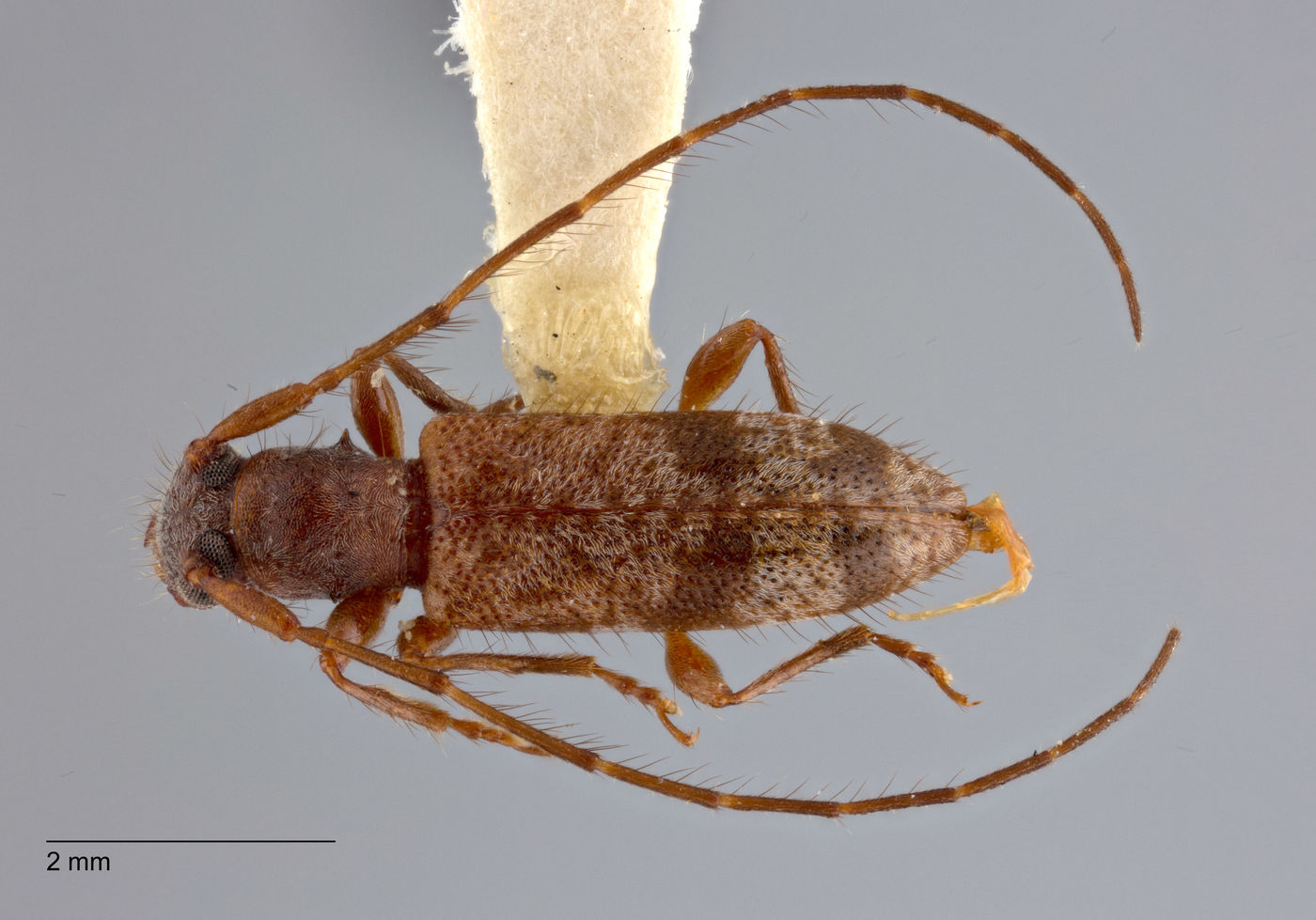 Clytosemia bicincta image