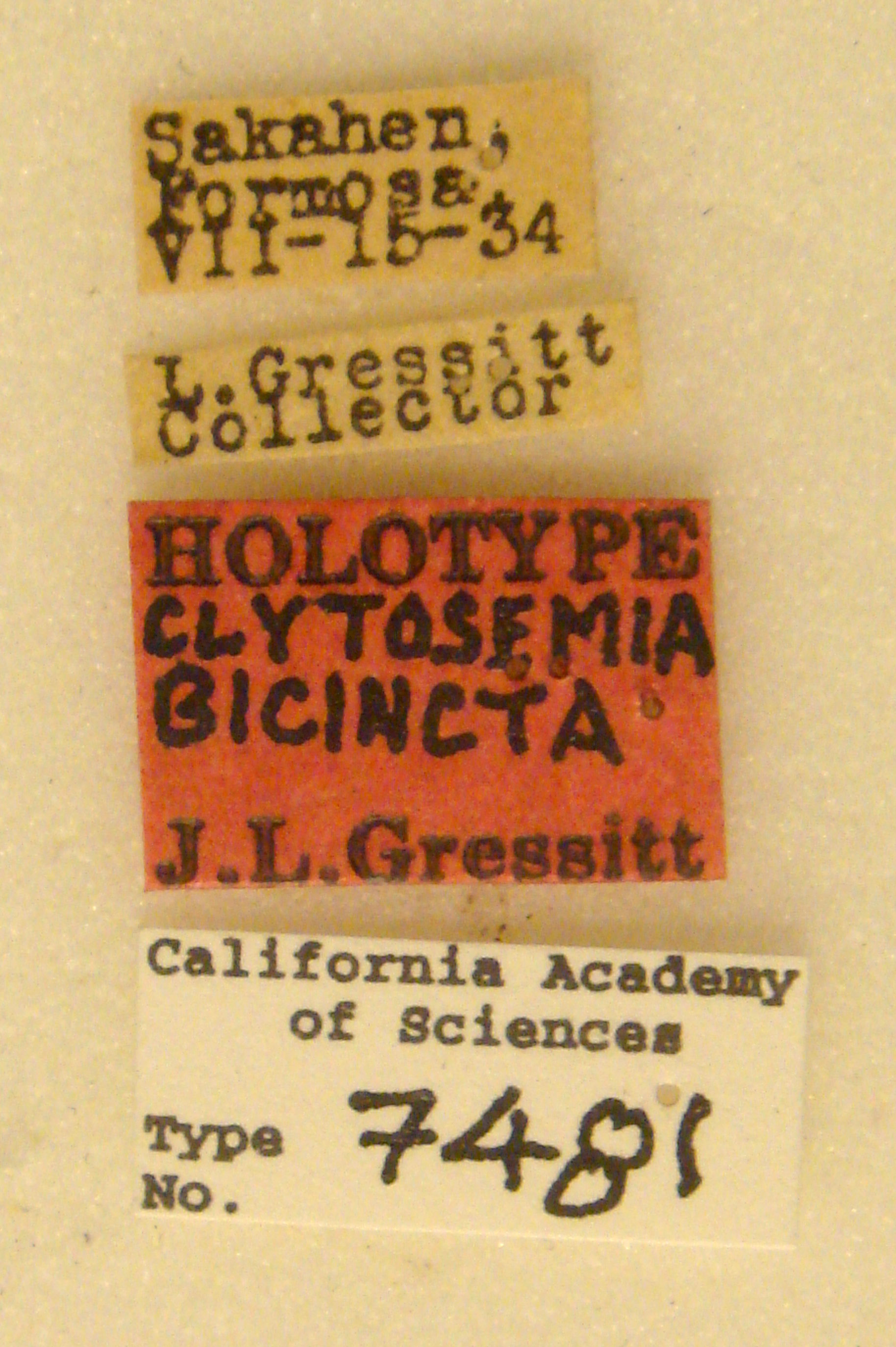 Clytosemia bicincta image