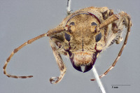 Coptops hirtiventris image