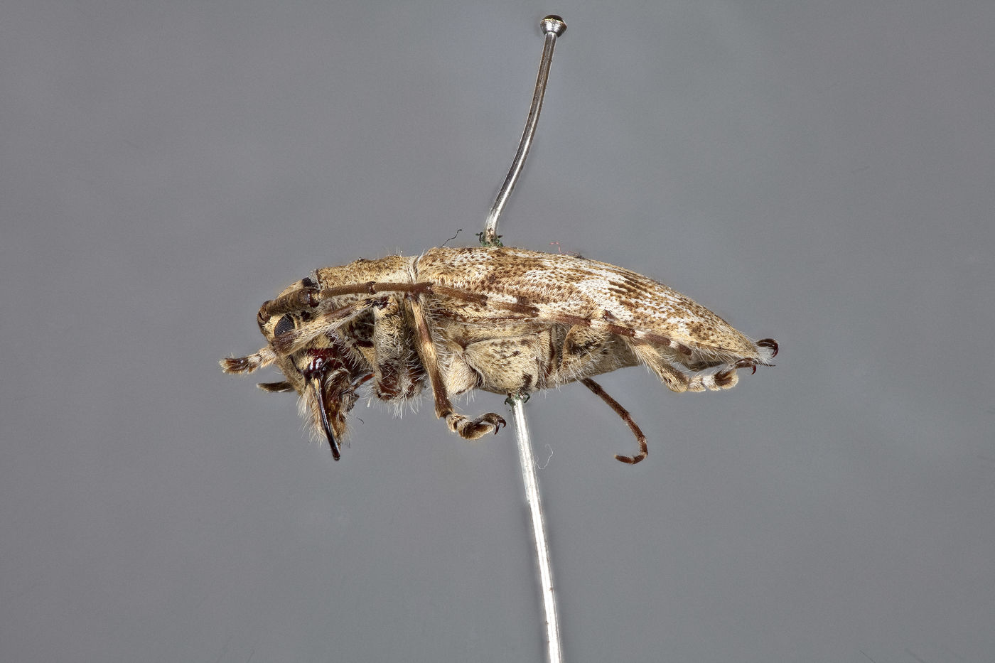Coptops hirtiventris image