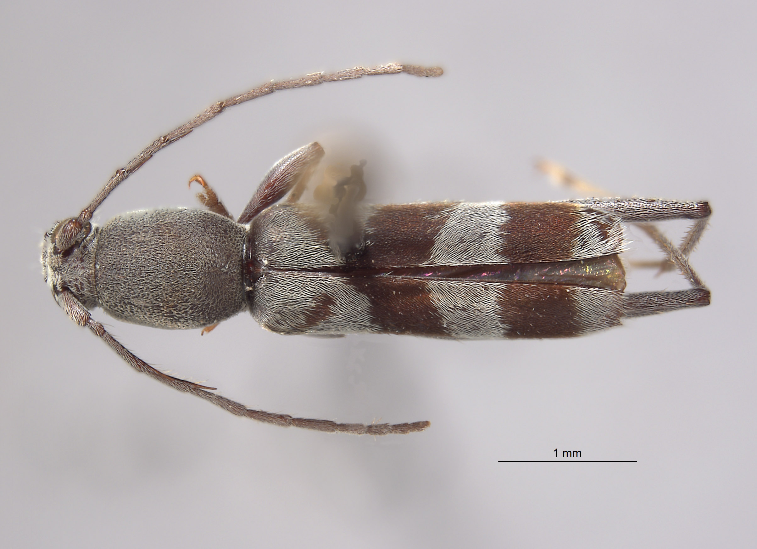 Demonax substitutus image